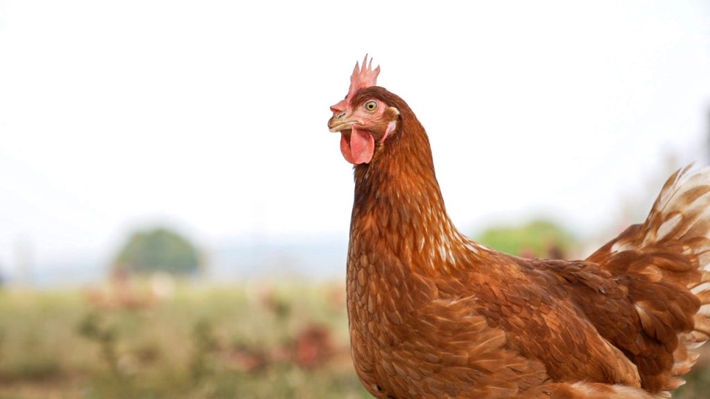Free-Range Hen in Field